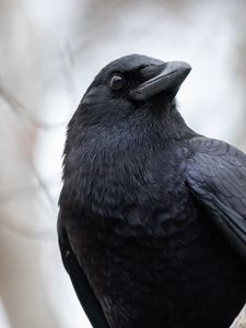 Preview wallpaper raven, bird, beak, wildlife, black