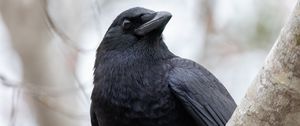 Preview wallpaper raven, bird, beak, wildlife, black