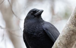 Preview wallpaper raven, bird, beak, wildlife, black