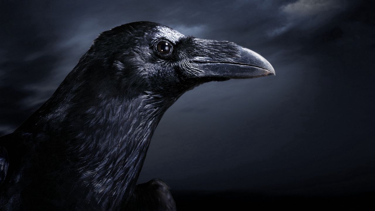 Wallpaper raven, bird, beak, black, profile