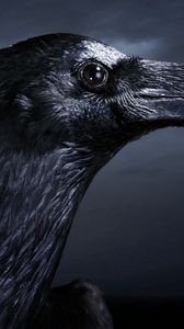 Preview wallpaper raven, bird, beak, black, profile