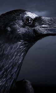 Preview wallpaper raven, bird, beak, black, profile