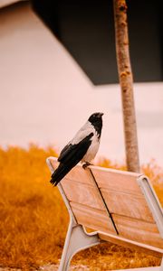 Preview wallpaper raven, bird, bench