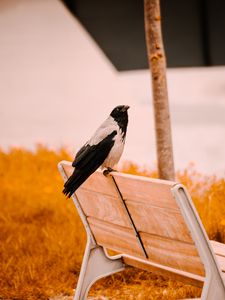 Preview wallpaper raven, bird, bench