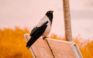 Preview wallpaper raven, bird, bench
