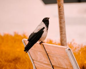 Preview wallpaper raven, bird, bench