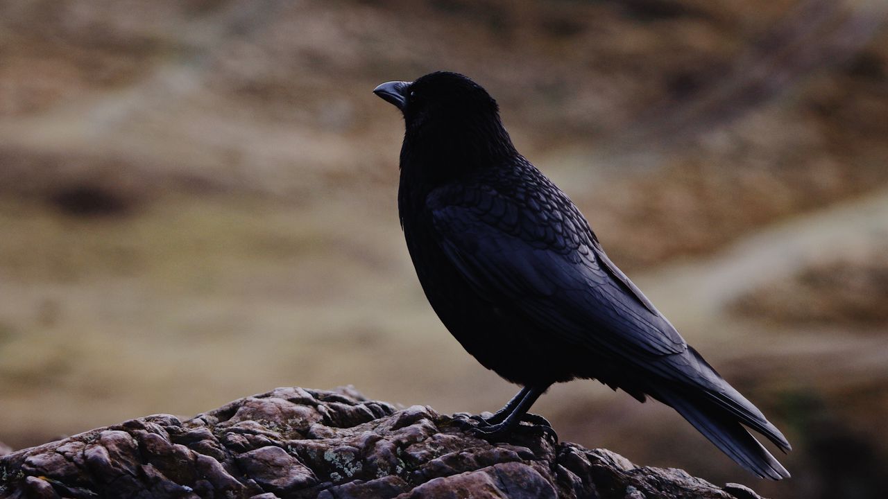 Wallpaper raven, bird, black