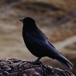 Preview wallpaper raven, bird, black