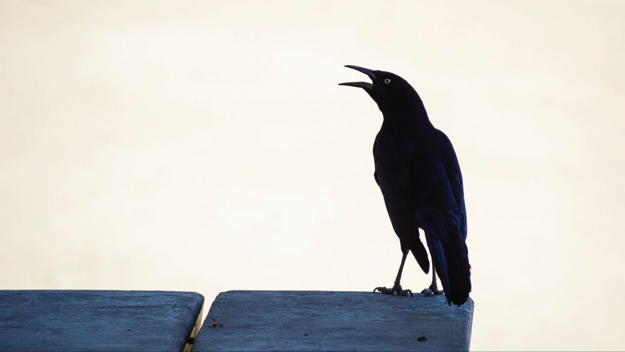 Wallpaper raven, bird, black