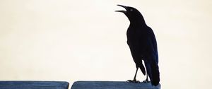 Preview wallpaper raven, bird, black