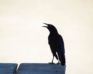 Preview wallpaper raven, bird, black