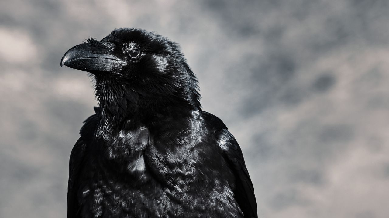 Wallpaper raven, bird, black, beak