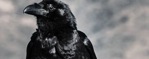 Preview wallpaper raven, bird, black, beak