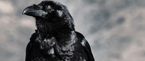 Preview wallpaper raven, bird, black, beak