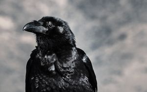 Preview wallpaper raven, bird, black, beak
