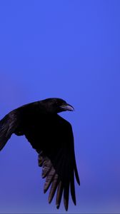 Preview wallpaper raven, bird, black, fly, sky