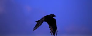 Preview wallpaper raven, bird, black, fly, sky