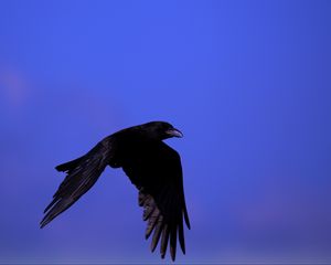 Preview wallpaper raven, bird, black, fly, sky