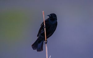 Preview wallpaper raven, bird, branch