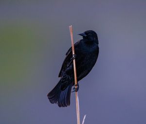 Preview wallpaper raven, bird, branch