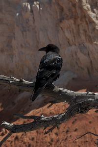 Preview wallpaper raven, bird, branch, tree, wildlife