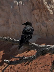 Preview wallpaper raven, bird, branch, tree, wildlife