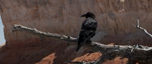 Preview wallpaper raven, bird, branch, tree, wildlife