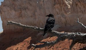 Preview wallpaper raven, bird, branch, tree, wildlife