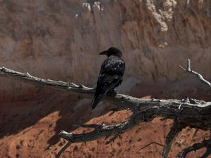 Preview wallpaper raven, bird, branch, tree, wildlife
