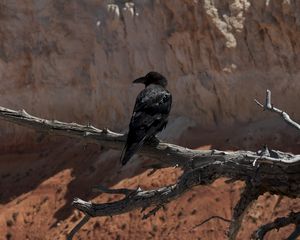 Preview wallpaper raven, bird, branch, tree, wildlife