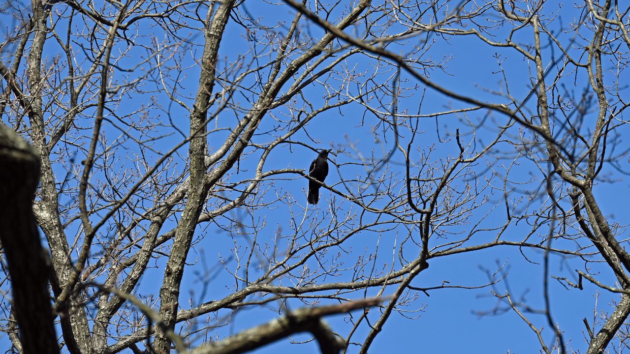 Wallpaper raven, bird, branches, tree