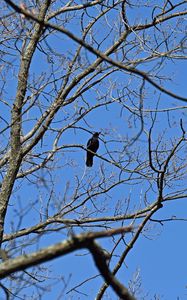 Preview wallpaper raven, bird, branches, tree