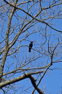 Preview wallpaper raven, bird, branches, tree