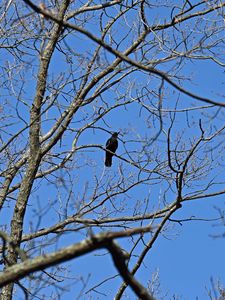 Preview wallpaper raven, bird, branches, tree