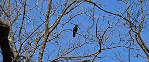 Preview wallpaper raven, bird, branches, tree