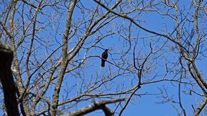 Preview wallpaper raven, bird, branches, tree