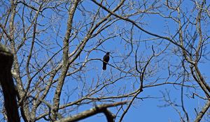 Preview wallpaper raven, bird, branches, tree
