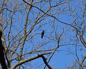 Preview wallpaper raven, bird, branches, tree