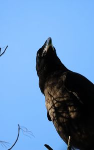 Preview wallpaper raven, bird, branches, wildlife