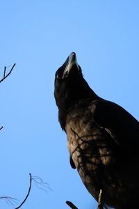 Preview wallpaper raven, bird, branches, wildlife