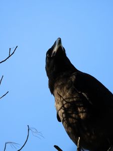 Preview wallpaper raven, bird, branches, wildlife