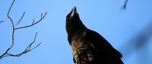 Preview wallpaper raven, bird, branches, wildlife