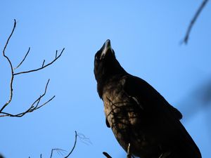 Preview wallpaper raven, bird, branches, wildlife