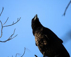 Preview wallpaper raven, bird, branches, wildlife