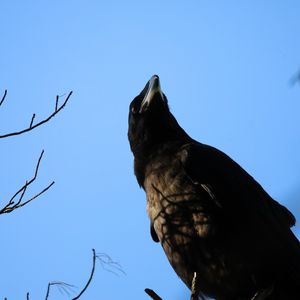 Preview wallpaper raven, bird, branches, wildlife
