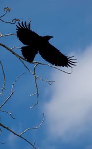 Preview wallpaper raven, bird, branches, sky, nature