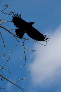 Preview wallpaper raven, bird, branches, sky, nature