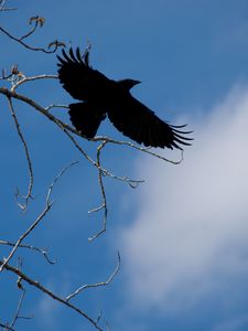 Preview wallpaper raven, bird, branches, sky, nature