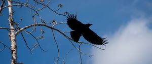 Preview wallpaper raven, bird, branches, sky, nature