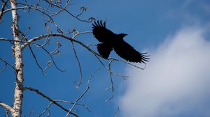 Preview wallpaper raven, bird, branches, sky, nature